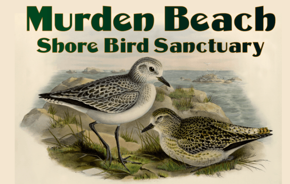 Murden: A Typeface with Bold, Vintage Character